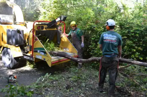 tree services Zephyrhills South